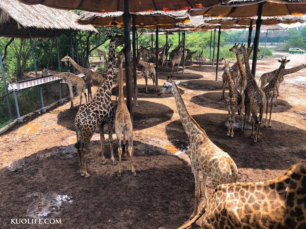 清邁景點、曼谷動物園