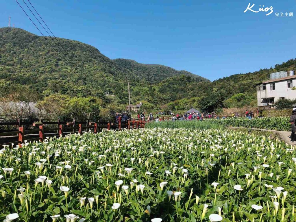 台灣國家公園、【2024陽明山海芋攻略】326-425海芋3大推薦點.交通管制.住宿