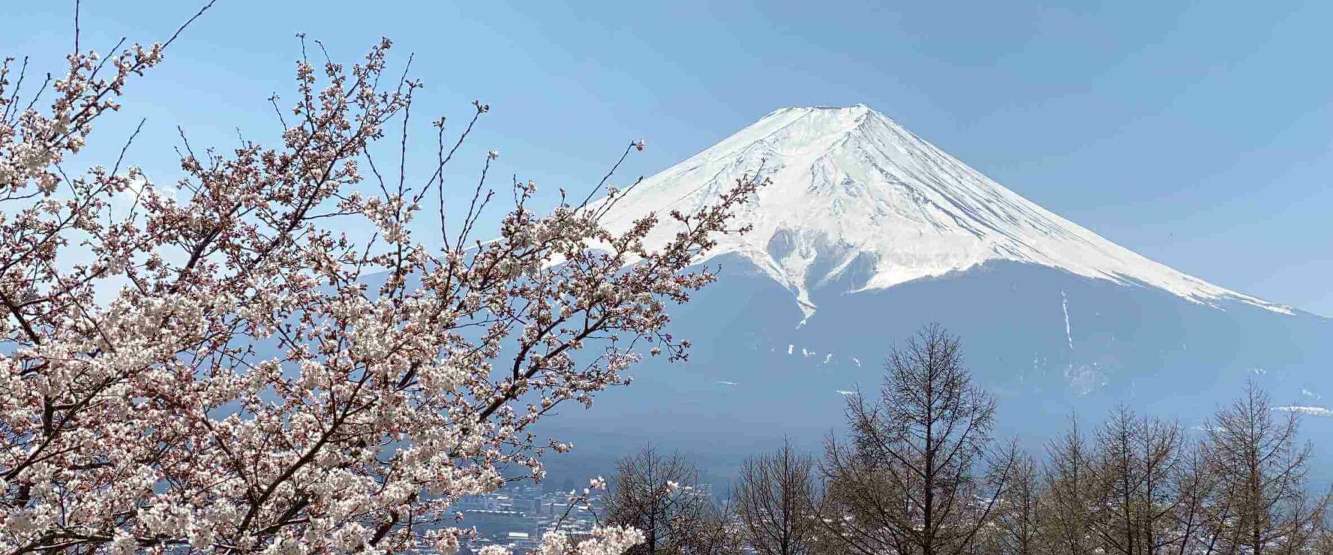 【2024櫻花季旅平險推薦】全日本賞櫻注意專為賞櫻設計的旅平險