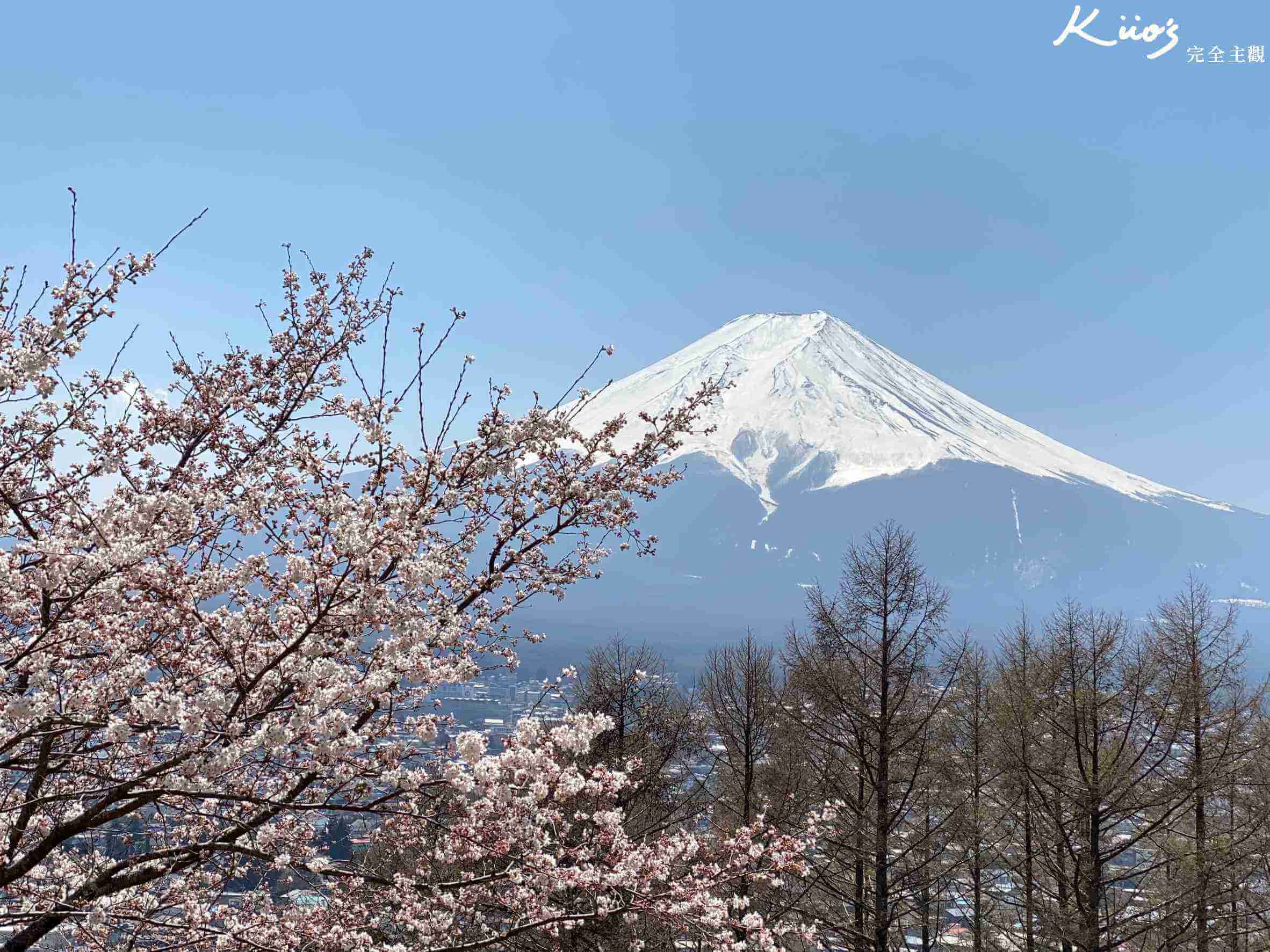【2024櫻花季旅平險推薦】全日本賞櫻注意專為賞櫻設計的旅平險