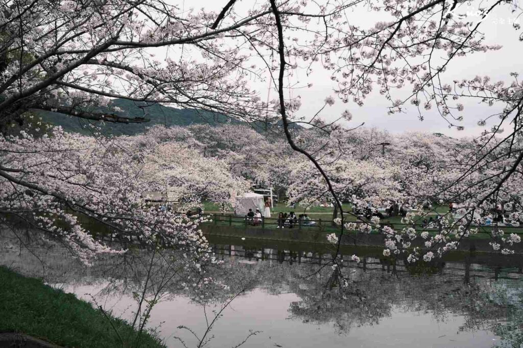 【2024熊本櫻花季懶人包】熊本立岡自然公園