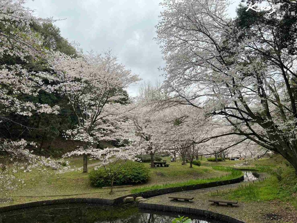 熊本賞櫻、【2024熊本櫻花季懶人包】熊本立岡自然公園