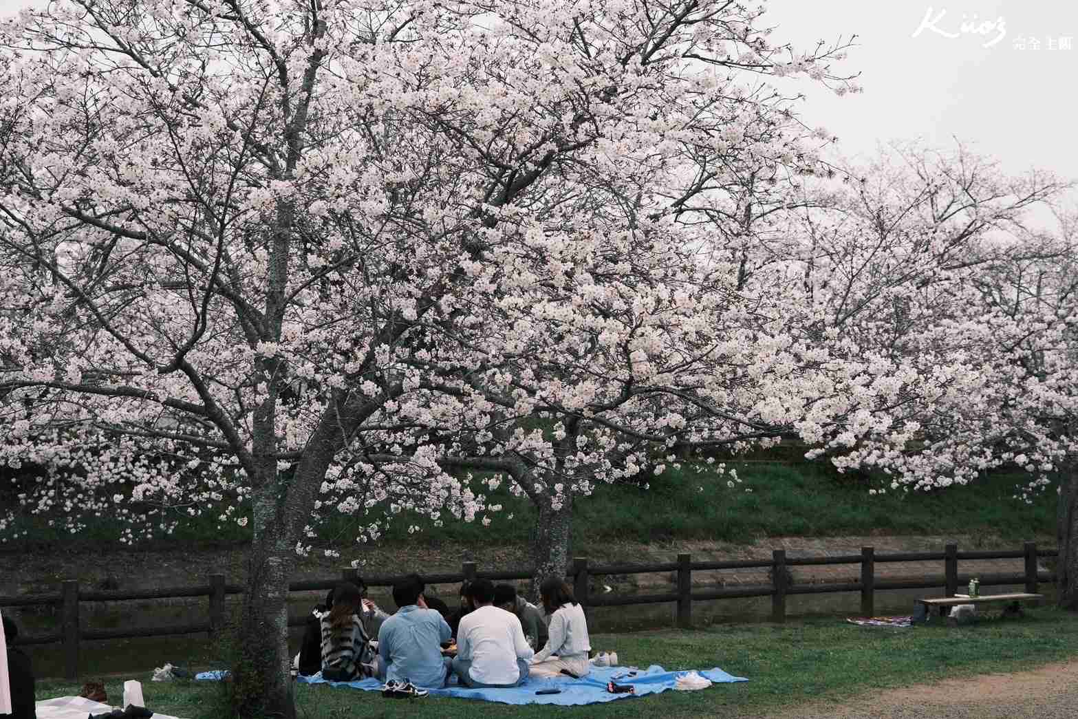 【2024熊本櫻花季懶人包】熊本立岡自然公園