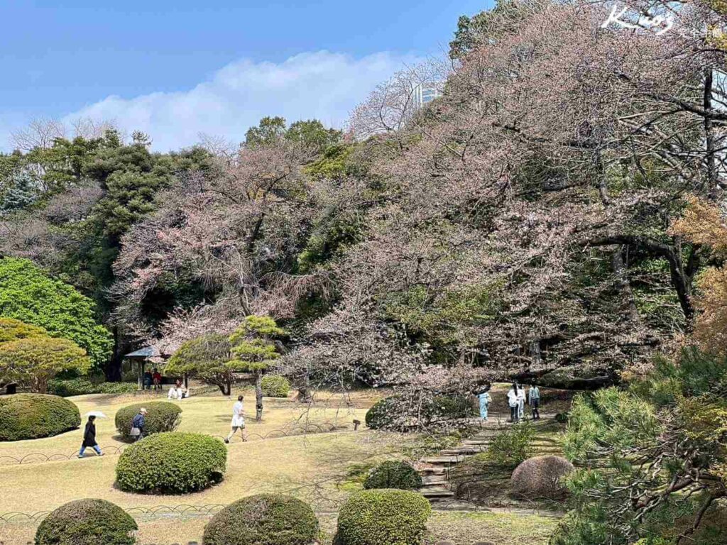 日月潭、【2024東京櫻花季懶人包】新宿御苑!