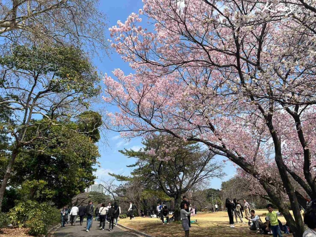 2025行事曆、【2024東京櫻花季懶人包】新宿御苑!