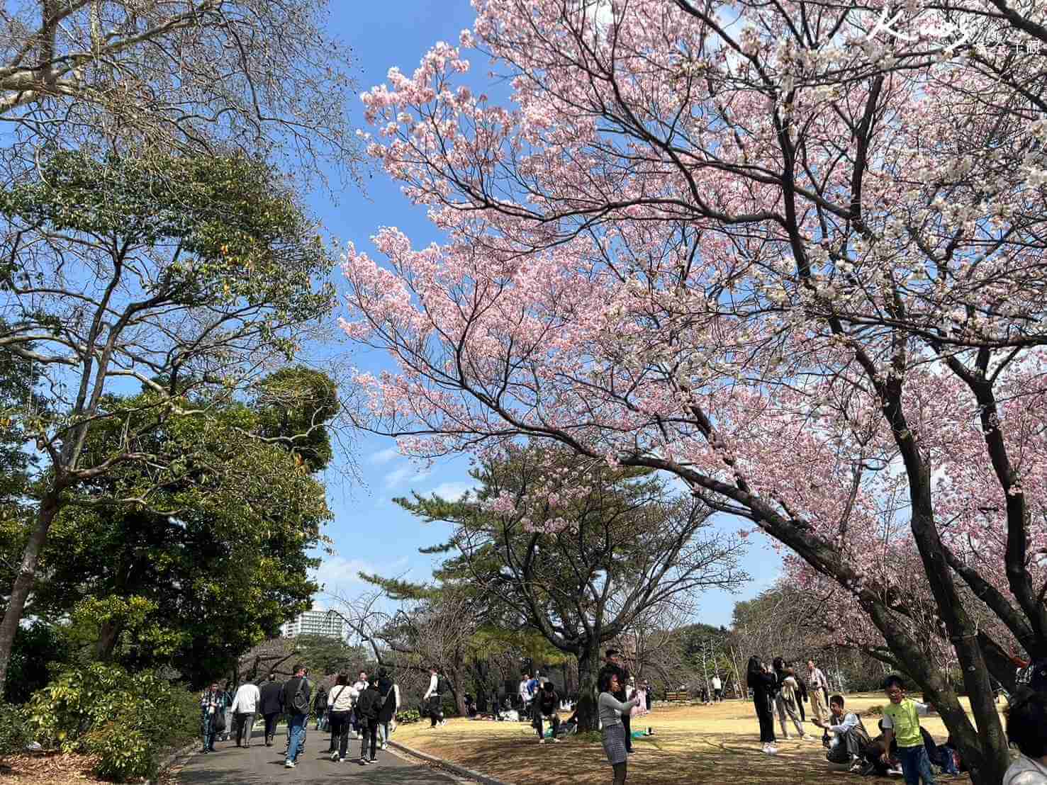 【2024東京櫻花季懶人包】新宿御苑!