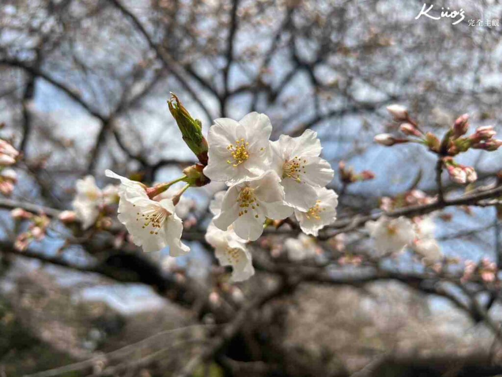 【2024東京櫻花季懶人包】新宿御苑!