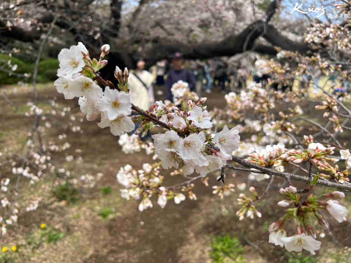 台灣櫻花、台灣賞櫻、日本賞櫻、日本櫻花季、日本櫻花、九族櫻花季、【2024東京櫻花季懶人包】新宿御苑! 阿里山櫻花季。阿里山櫻花季