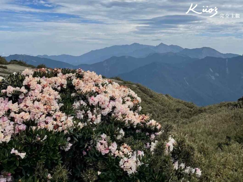 2025行事曆、【2024合歡山杜鵑花攻略】4/13-6/16最新花況.5步道推薦.交通住宿!