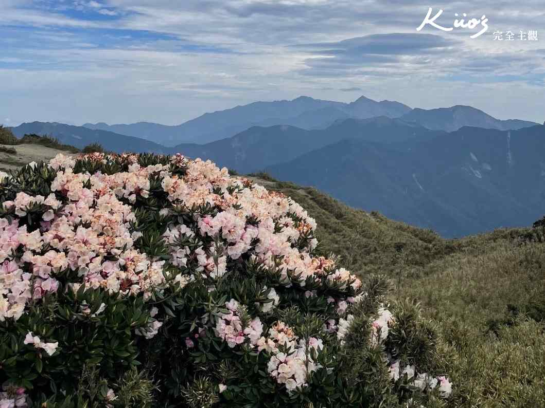 【2024合歡山杜鵑花攻略】4/13-6/16最新花況.5步道推薦.交通住宿!