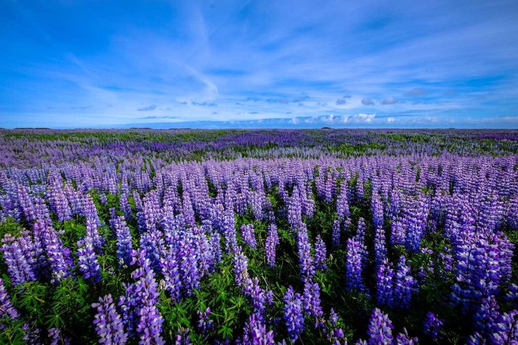 北海道花季、北海道自由行、北海道景點