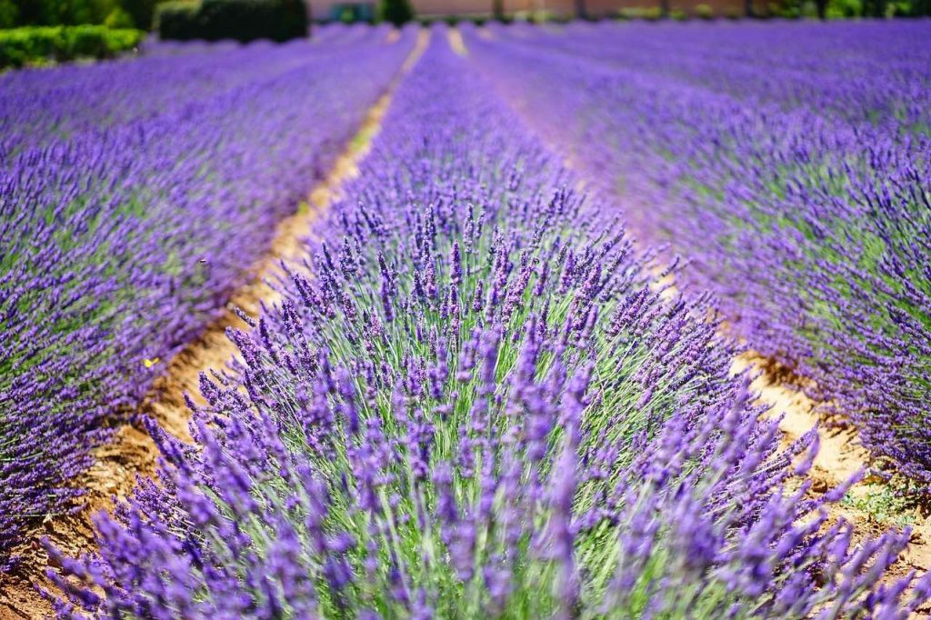 北海道花季、北海道自由行、北海道景點