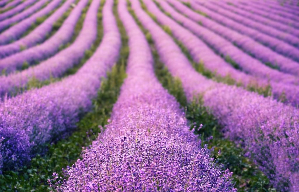 北海道花季、北海道自由行、北海道景點