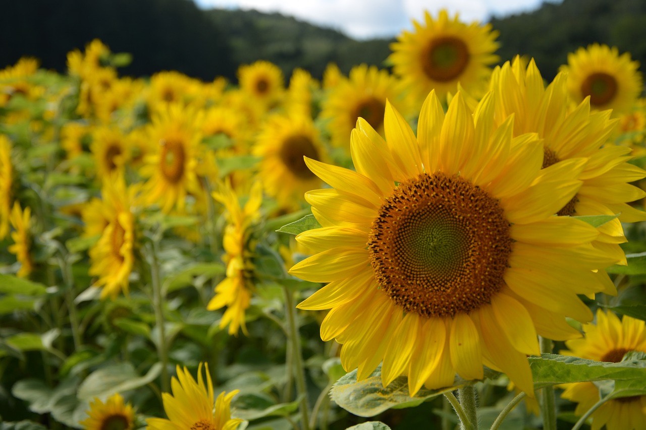 北海道花季、北海道自由行、北海道景點