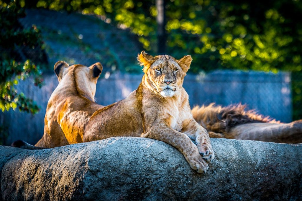 台灣動物園