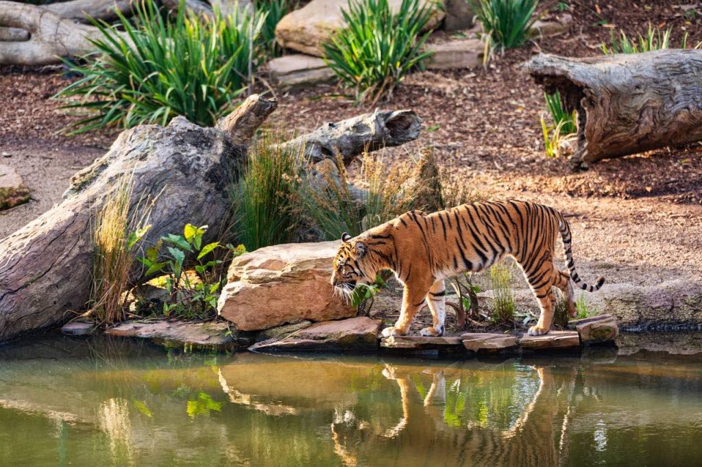 台灣動物園