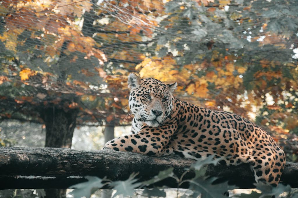 台灣動物園