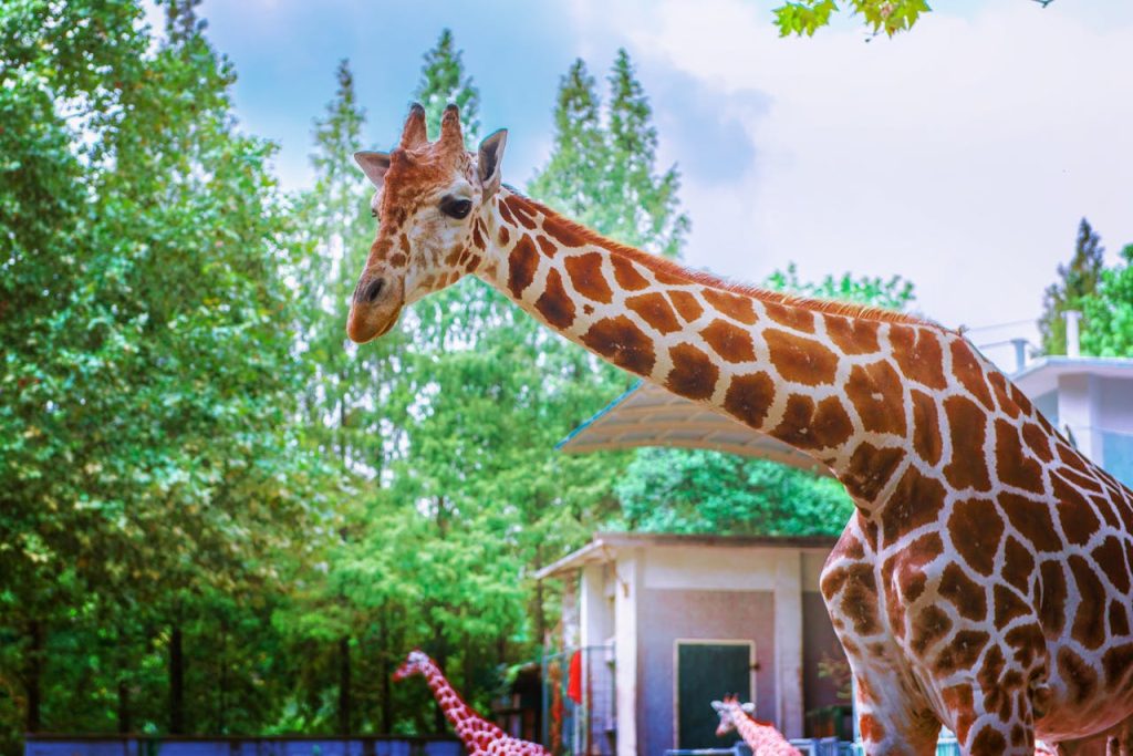 台灣動物園