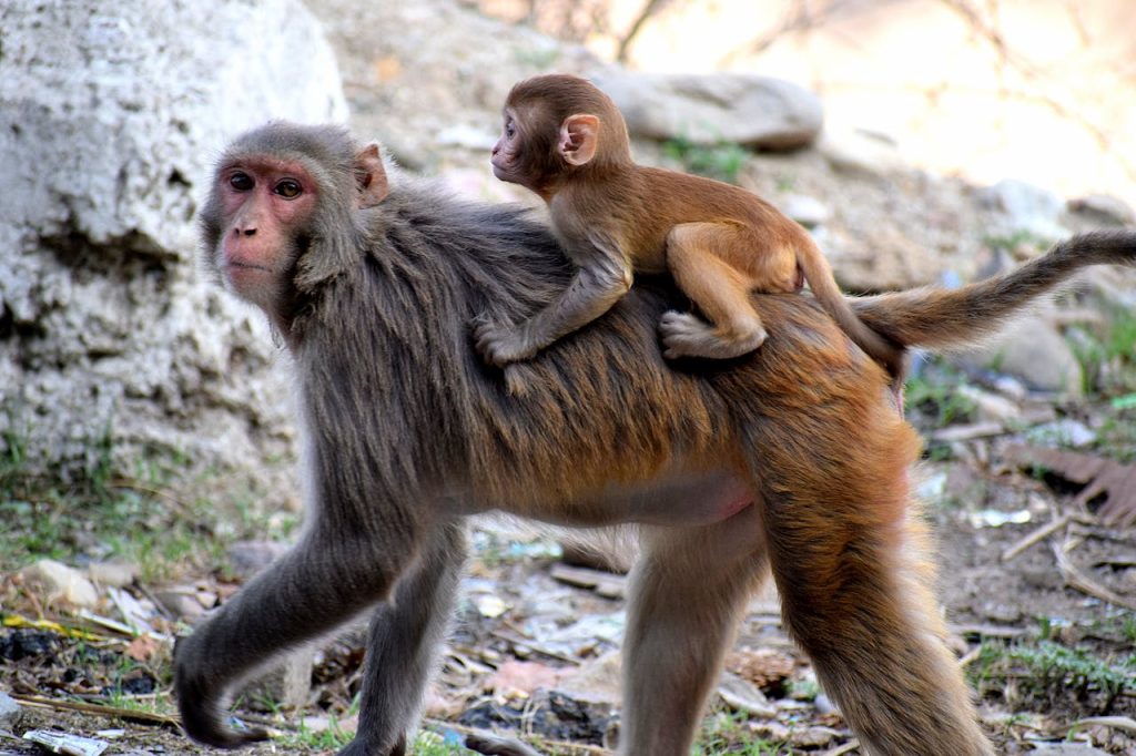 台灣動物園