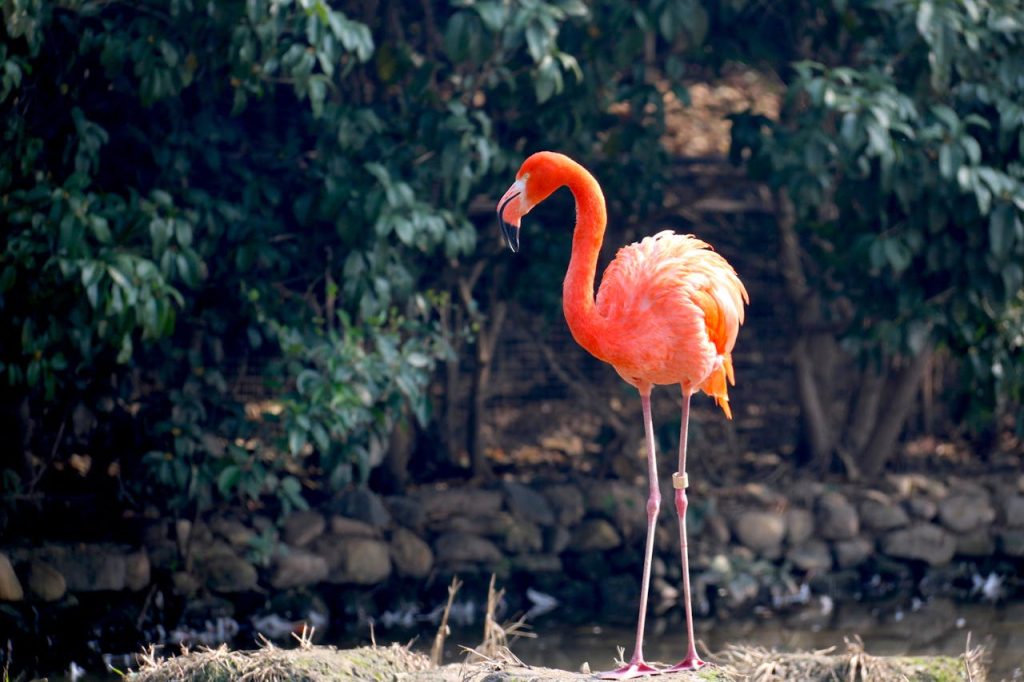 台灣動物園