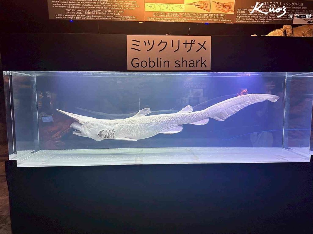 【2025沖繩FunPASS】沖繩 fun pass實際評價、怎麼用最省?景點五合一! 13 20250917222315 0 1a05a4