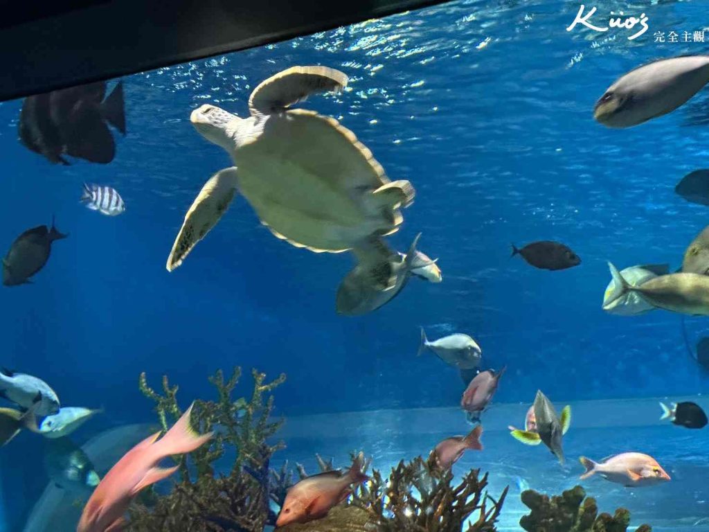 【2025沖繩FunPASS】沖繩 fun pass實際評價、怎麼用最省?景點五合一! 22 20250917222551 0 59d4f1