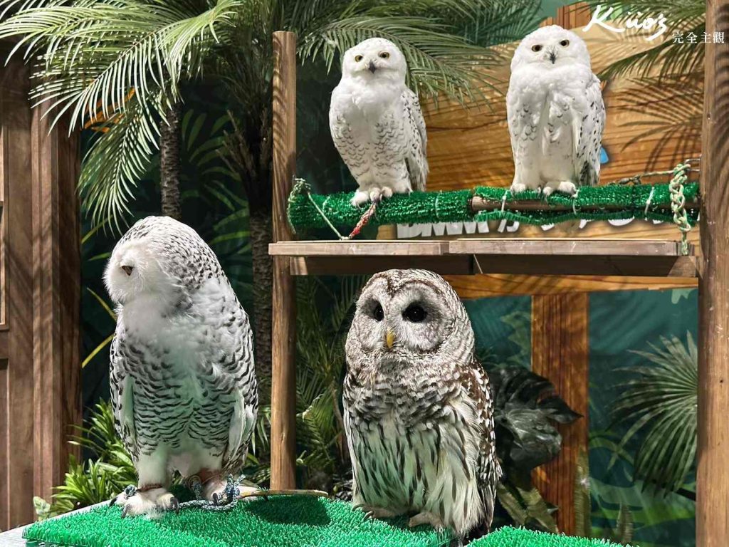 【2025沖繩FunPASS】沖繩 fun pass實際評價、怎麼用最省?景點五合一! 21 20250917222608 0 5b0ff7