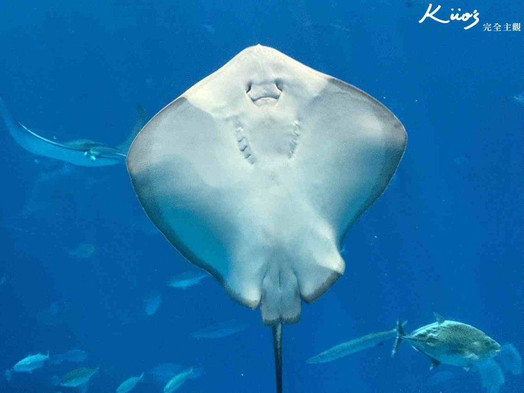 20251216185004 0 ea23e6