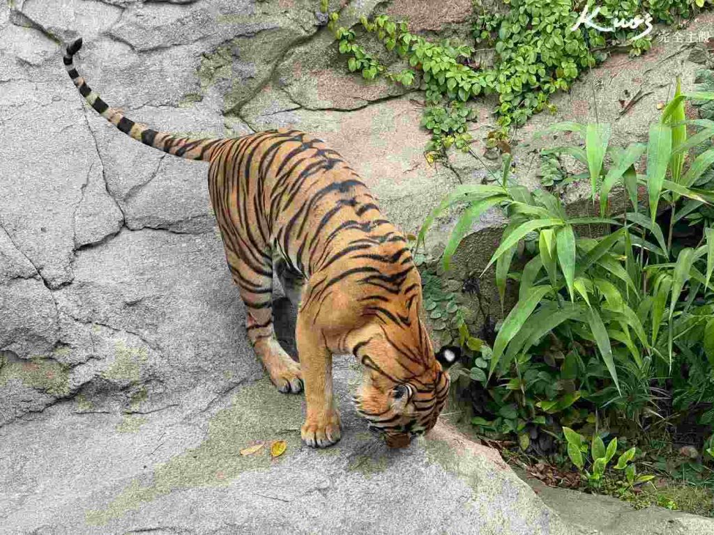 【亞洲雨林探險園】新加坡Rainforest Wild Asia、10大必玩亮點! 21 20251015162526 0 6507c4