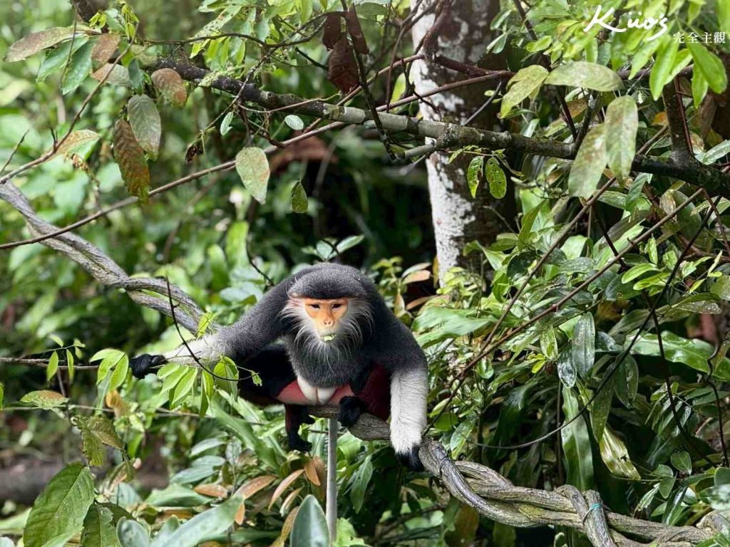 【亞洲雨林探險園】新加坡Rainforest Wild Asia、10大必玩亮點! 33 20251015162825 0 54e2c3