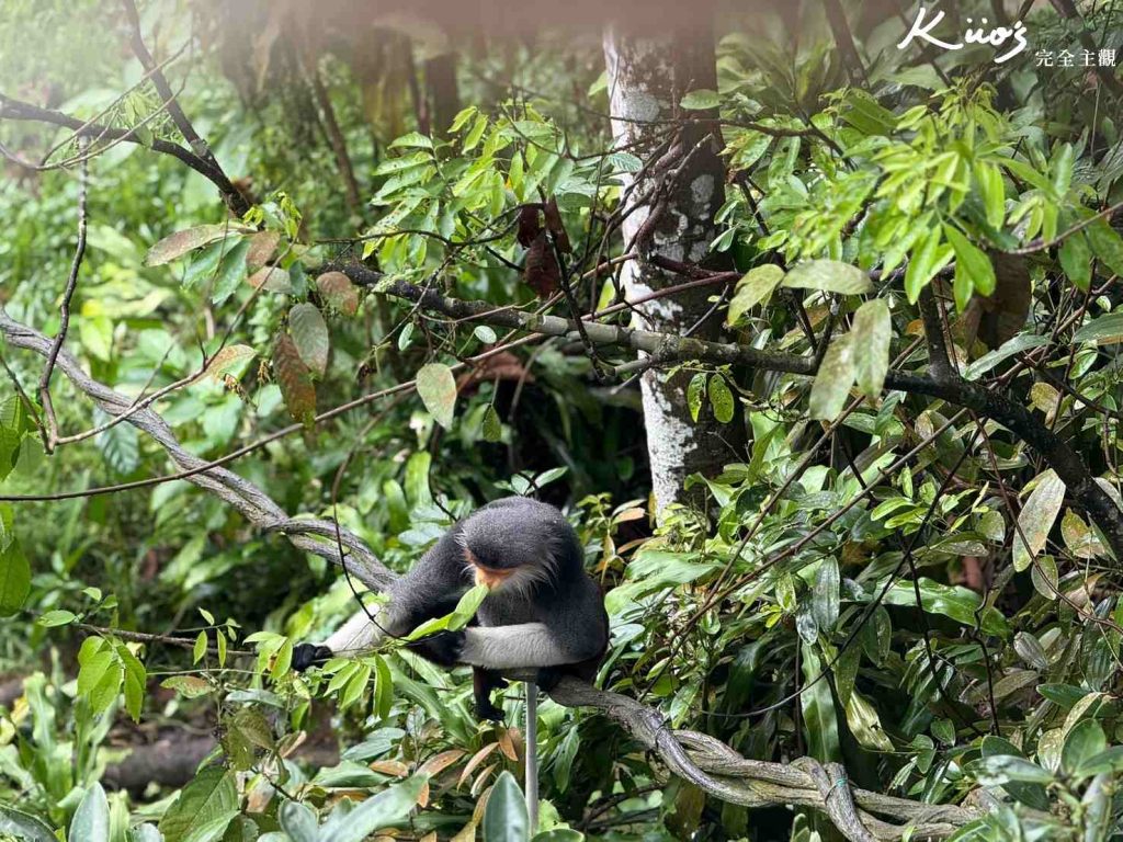【亞洲雨林探險園】新加坡Rainforest Wild Asia、10大必玩亮點! 34 20251015162825 0 bad994