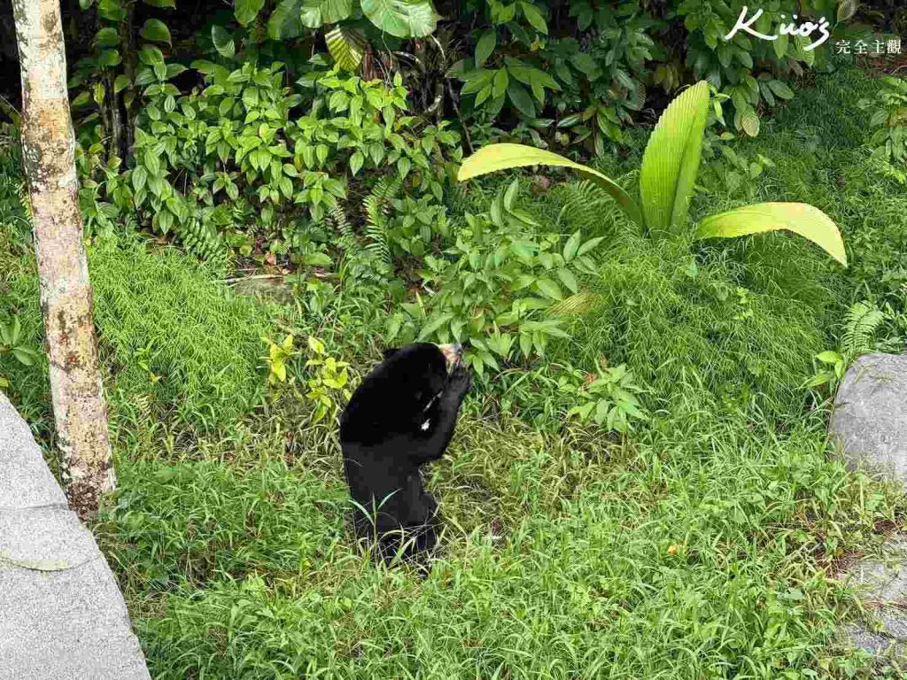 【亞洲雨林探險園】新加坡Rainforest Wild Asia、10大必玩亮點! 39 20251015162916 0 e157d9
