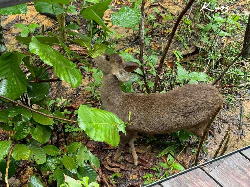 【亞洲雨林探險園】新加坡Rainforest Wild Asia、10大必玩亮點! 36 20251015162917 0 8a83d1
