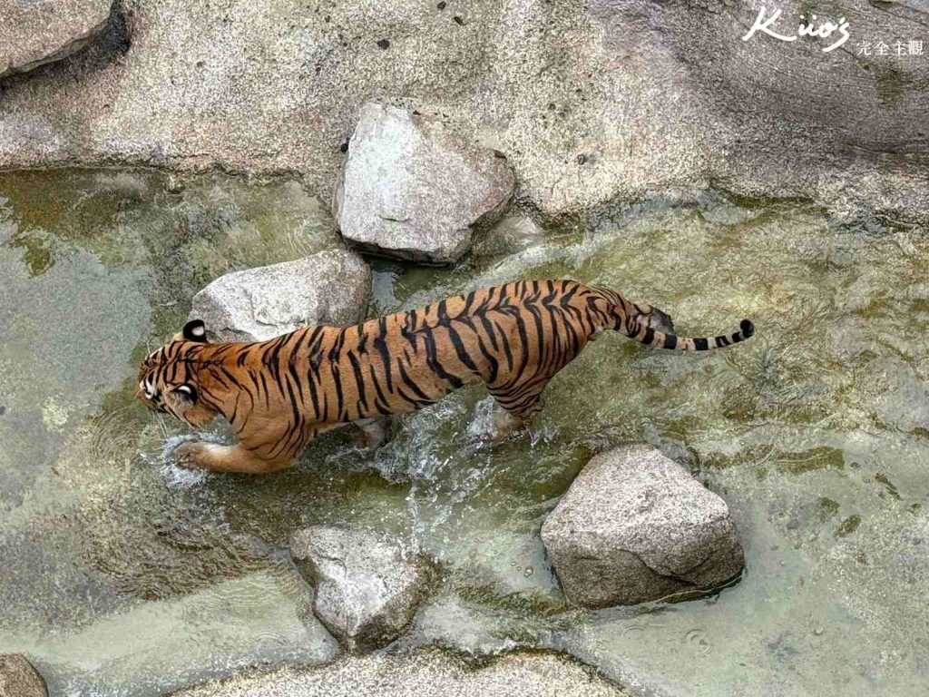 【亞洲雨林探險園】新加坡Rainforest Wild Asia、10大必玩亮點! 38 20251015162917 0 adb78e