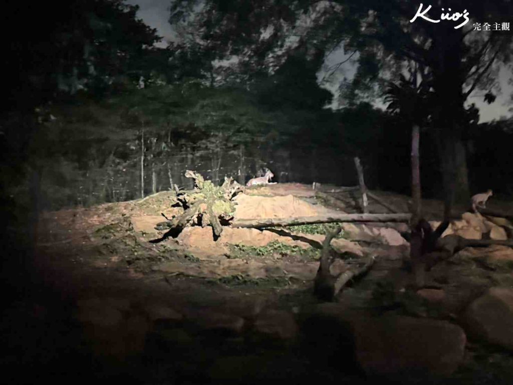 【新加坡夜間動物園】夜間野生動物園10大必玩、體驗評價! 29 20251015185957 0 670a14