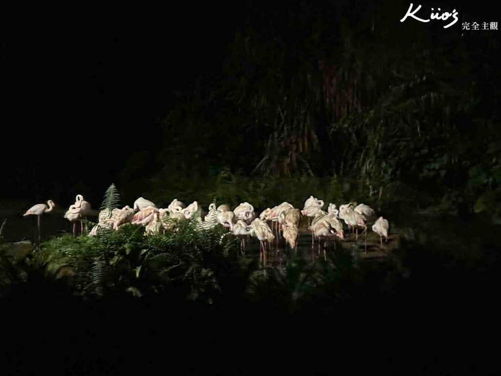 【新加坡夜間動物園】夜間野生動物園10大必玩、體驗評價! 26 20251015185958 0 1d908c