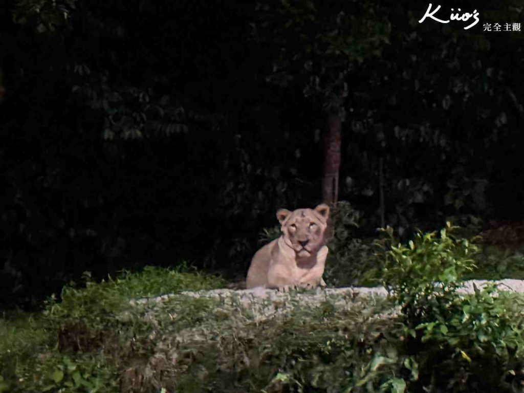 【新加坡夜間動物園】夜間野生動物園10大必玩、體驗評價! 27 20251015185958 0 3d1a44