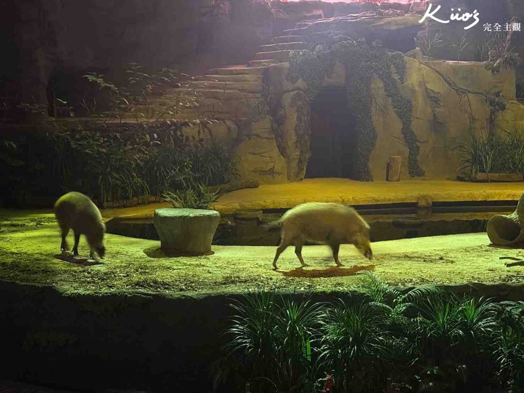 【新加坡夜間動物園】夜間野生動物園10大必玩、體驗評價! 35 20251015190112 0 068103