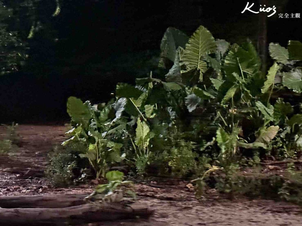 【新加坡夜間動物園】夜間野生動物園10大必玩、體驗評價! 36 20251015190112 0 d2ecd1
