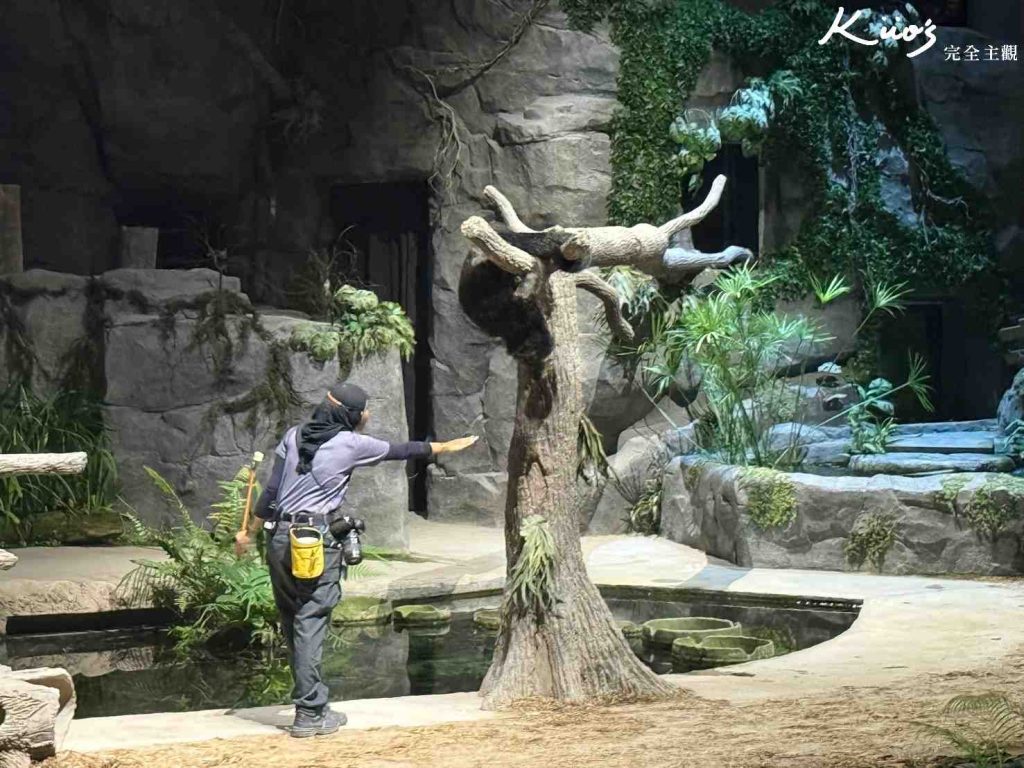 【新加坡夜間動物園】夜間野生動物園10大必玩、體驗評價! 37 20251015190200 0 5ff7f6