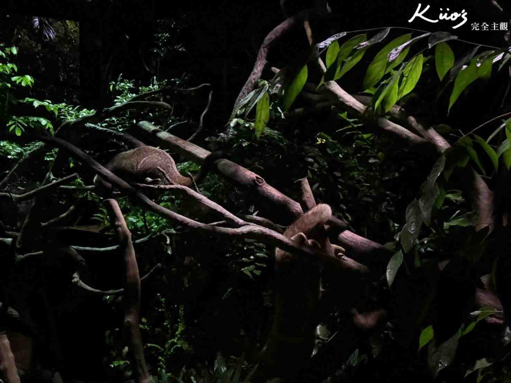 【新加坡夜間動物園】夜間野生動物園10大必玩、體驗評價! 31 20251015190446 0 15e532
