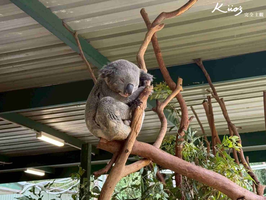 【澳洲eSIM】2026最新澳洲網卡推薦!澳洲eSIM推薦吃到飽、必買! 2 澳洲自由行必看文章