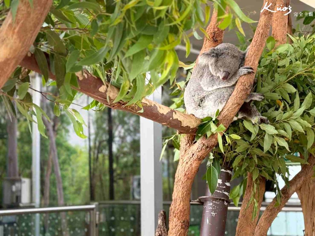 【2026雪梨野生動物園】門票攻略.無尾熊合照.共進早餐夢幻體驗! 6 雪梨動物園