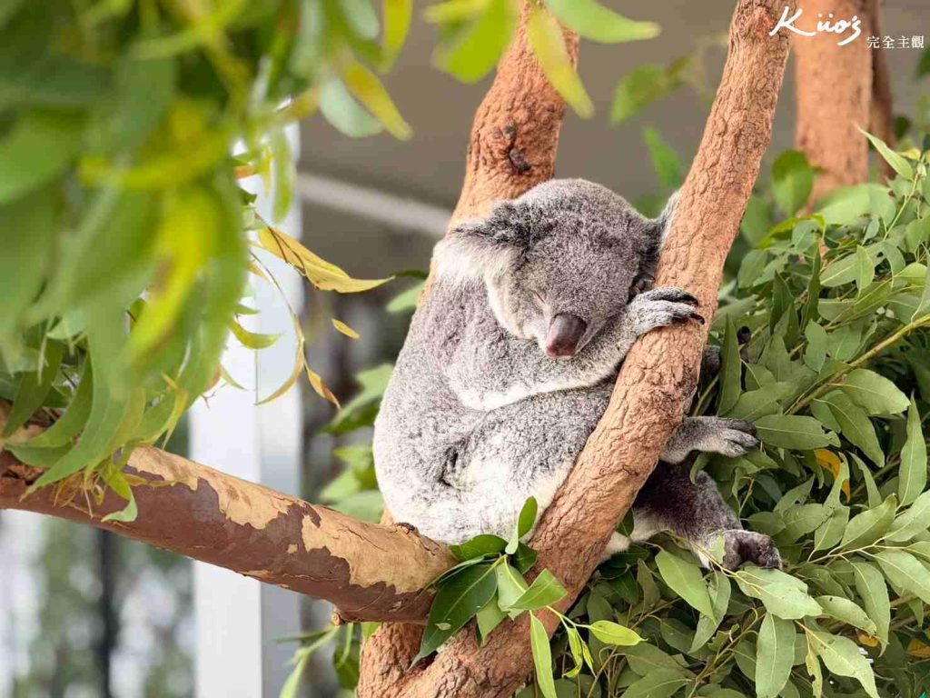 【2026雪梨野生動物園】門票攻略.無尾熊合照.共進早餐夢幻體驗! 2 雪梨動物園