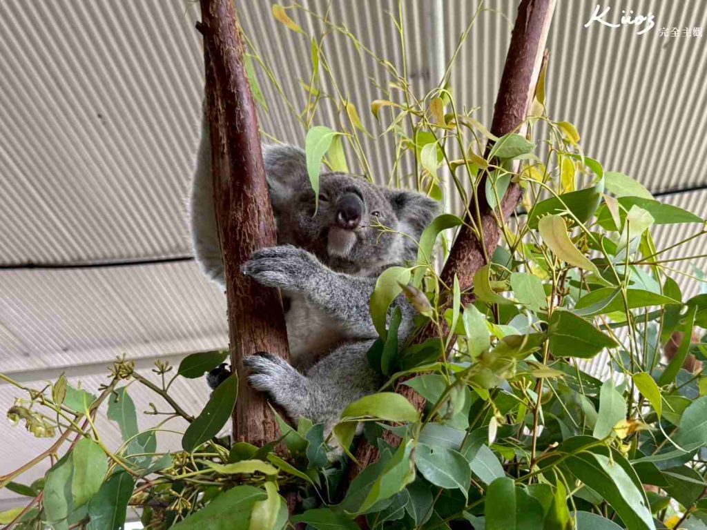 【2026雪梨野生動物園】門票攻略.無尾熊合照.共進早餐夢幻體驗! 22 雪梨無尾熊合影