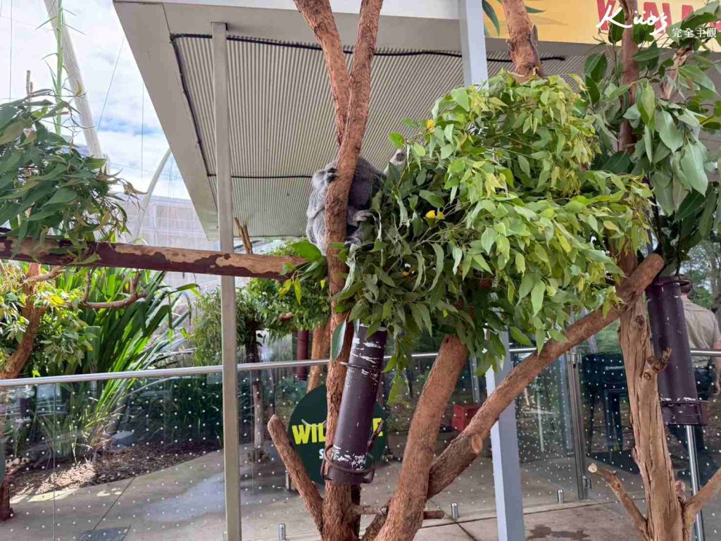 【2026雪梨野生動物園】門票攻略.無尾熊合照.共進早餐夢幻體驗! 23 雪梨動物園