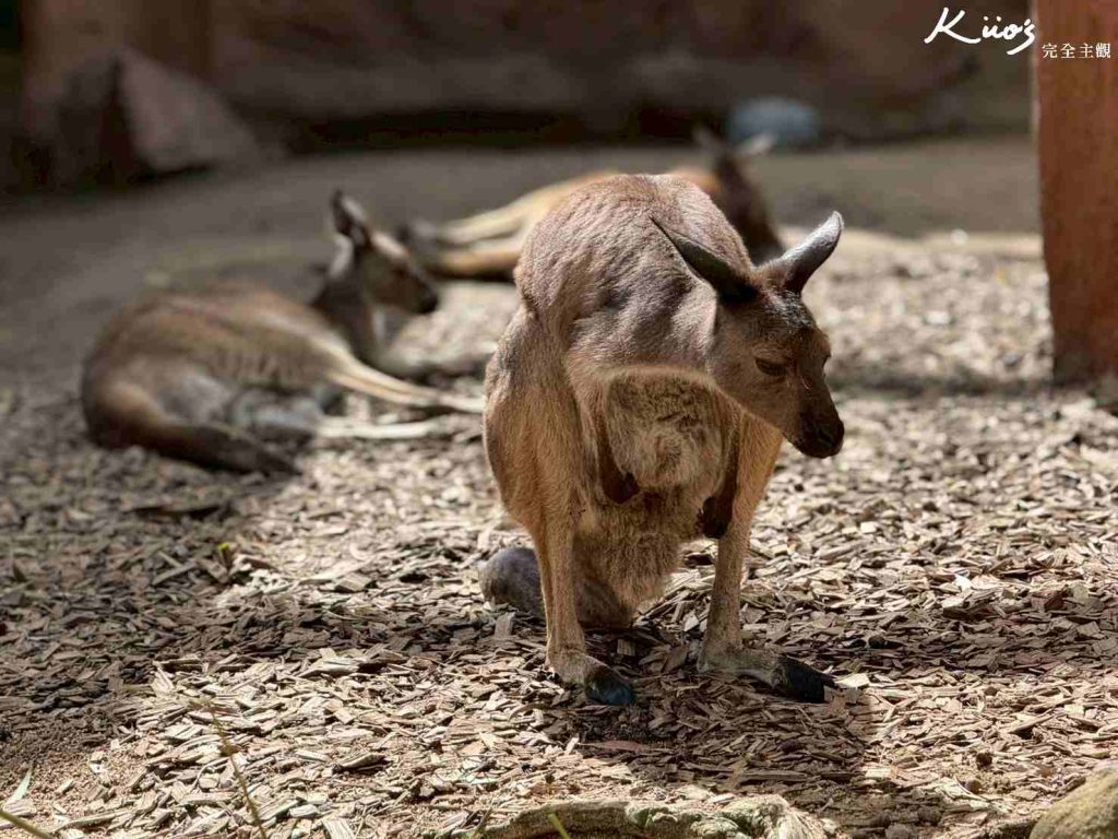 【2026雪梨野生動物園】門票攻略.無尾熊合照.共進早餐夢幻體驗! 15 雪梨動物園