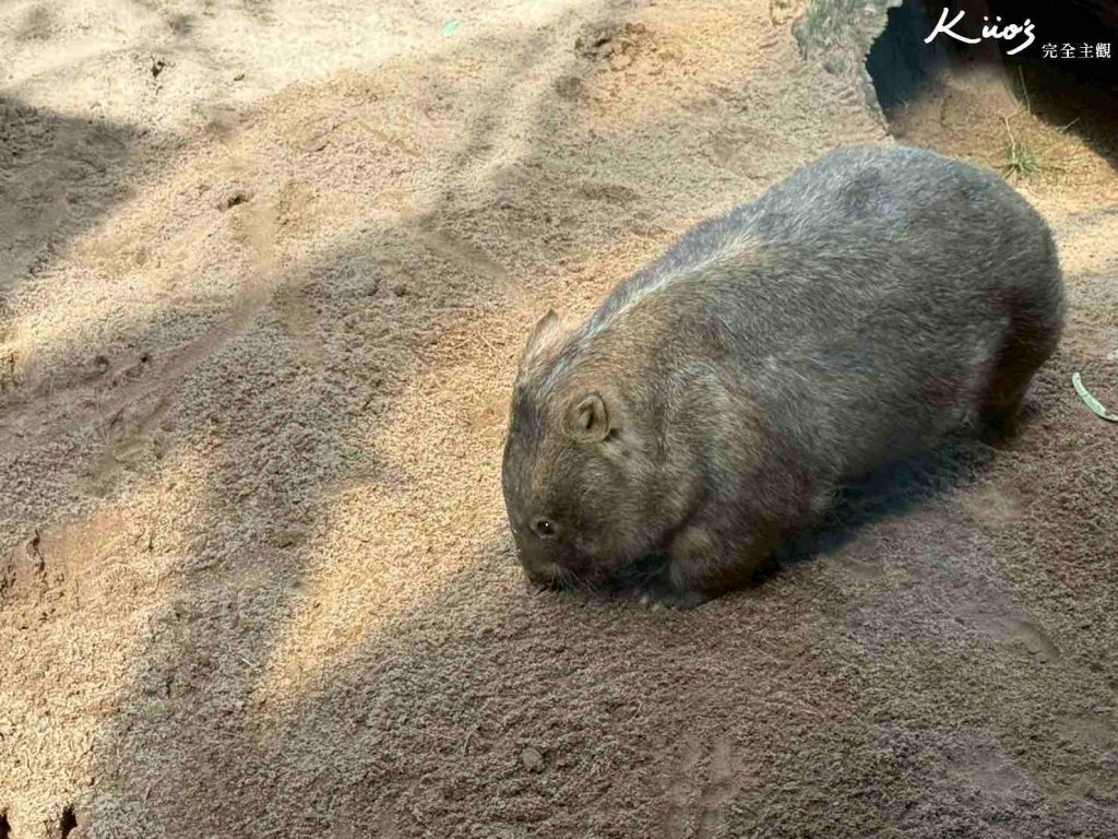 【2026雪梨野生動物園】門票攻略.無尾熊合照.共進早餐夢幻體驗! 19 雪梨動物園
