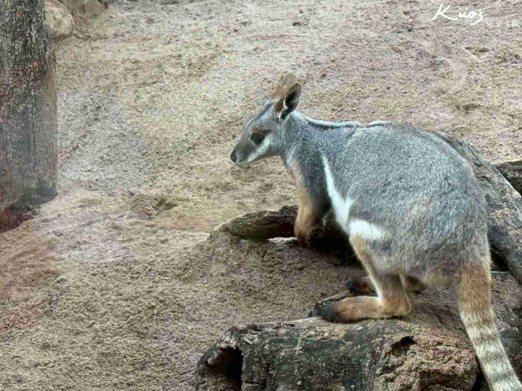【2026雪梨野生動物園】門票攻略.無尾熊合照.共進早餐夢幻體驗! 18 雪梨動物園
