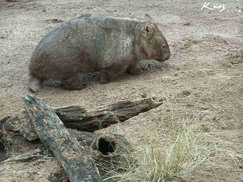 【2026雪梨野生動物園】門票攻略.無尾熊合照.共進早餐夢幻體驗! 17 雪梨動物園